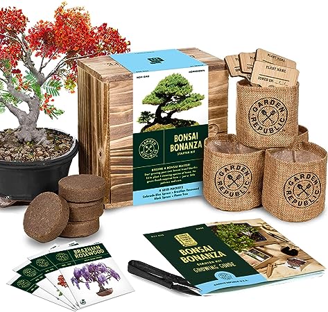 gifts-from-japan-bonsai-tree-starter-kit